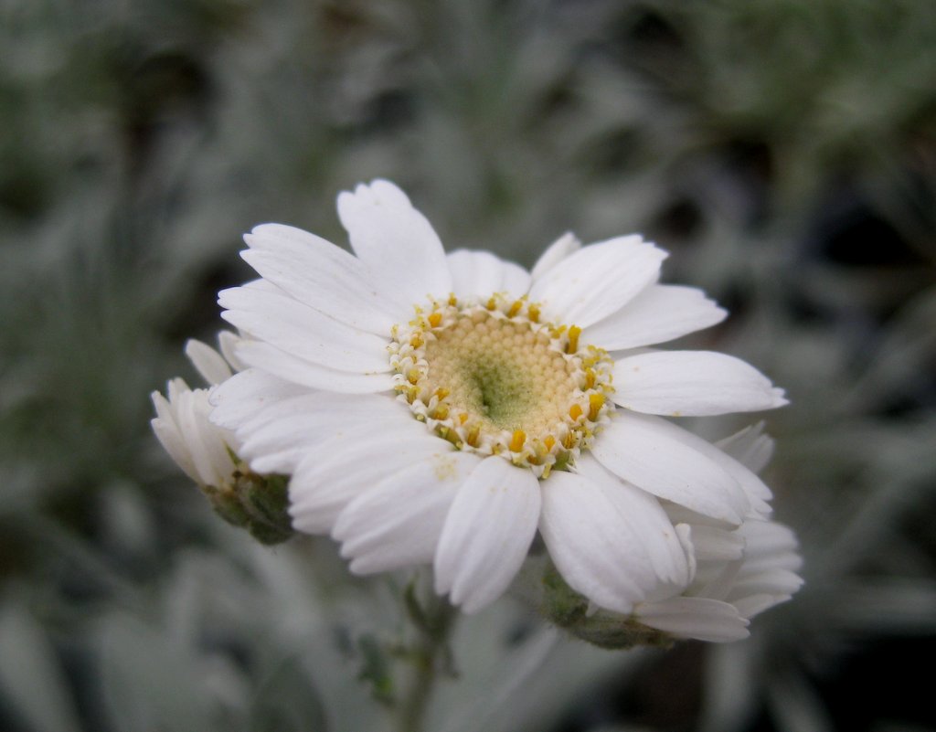 Anthemis montana